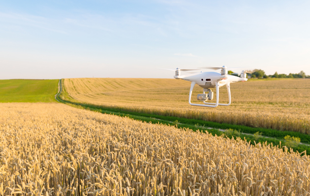 Näe maailma ilmasta käsin Drone lentää ohrapellon yllä