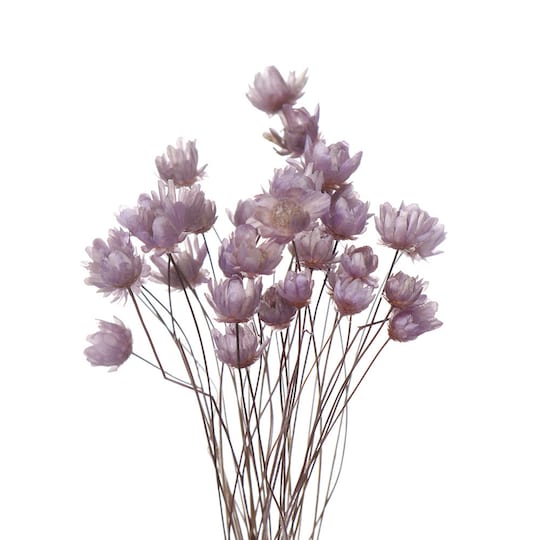 Luonnollinen kuivattu päivänkakkara koristeeksi 30 kpl Violetti