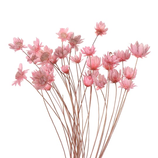Luonnollinen kuivattu päivänkakkara koristeeksi 30 kpl Vaaleanpunainen
