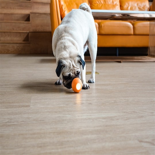 Wicked Ball interaktiivinen lelupallo kissoille/pienille koirille Oranssi