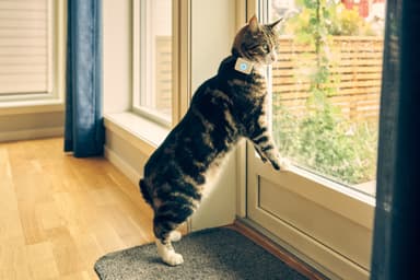 Lilcat GPS-paikannin kissoille