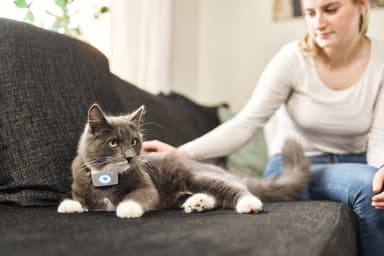 Lilcat GPS-paikannin kissoille