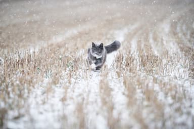 Lilcat GPS-paikannin kissoille