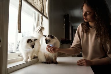 Lilcat GPS-paikannin kissoille