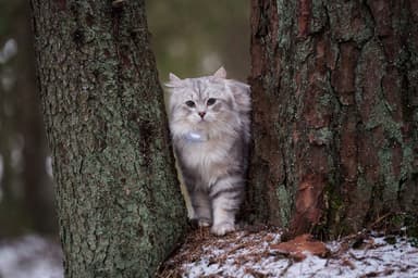 Lilcat GPS-paikannin kissoille