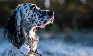 Lildog GPS-paikannin koirille