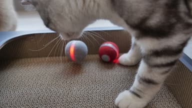 Cheerble Ball M1 lemmikkilelu
