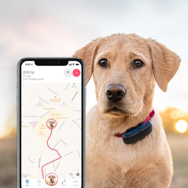 Tractive GPS koiran paikannin