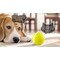 Wicked Ball - interaktiivinen lelu koiralle ja kissalle - keltainen