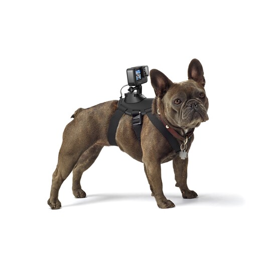 GoPro Fetch koiran valjaat