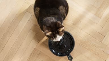 Philips Pet Series vesilähde lemmikeille PAW3210/02 (musta)