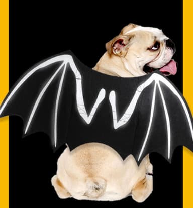 Halloween-asu Batman koiralle/kissalle (koko L)