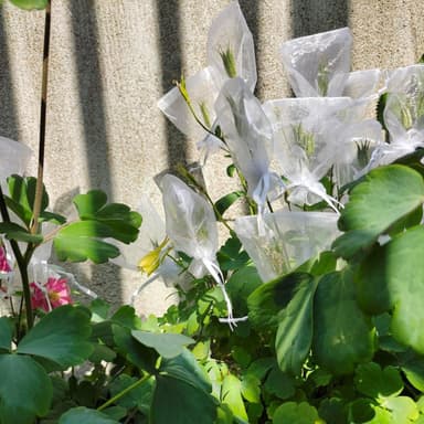 Pienet lahjakassit kiristysnyörillä Organza 25-pakkaus 7x9 cm Harmaa
