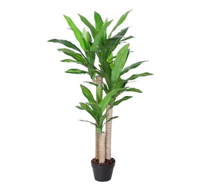 Tekopuu DRACAENA, H125cm, 3 puurunkoa, musta ruukku
