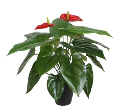 Tekokasvi ANTHURIUM, H45cm, flamingokukka, musta ruukku