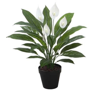 Tekokasvi SPATHE, H60cm, musta ruukku