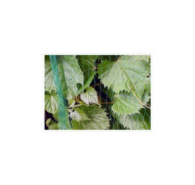 Lintuverkko 19x19mm 4x5m, Bradas