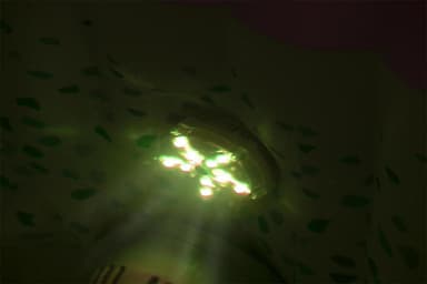 Bestway Lay-Z-Spa® 7-Color LED Light