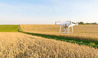 Drone lentämässää vehnäpellon yllä (1)