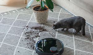 Robotti-imuri, kissa ja kasvi