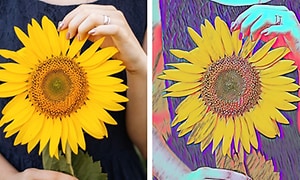 Kaksi kuvaa auringonkukasta