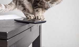 Kissa puhelimen vieressä pöydällä