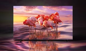 Samsung-TV-QE60A - flamingoja näytöllä