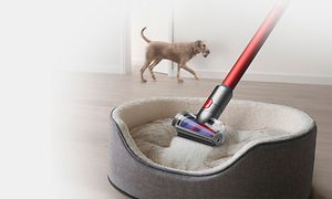 Dyson Outsize Absolute puhdistaa koiran nukkumapaikkaa.