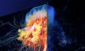 Samsung-TV ja kuva meduusasta