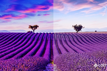 Calman - Kuvavertailu kalibroidusta ja kalibroimattomasta laventelipelto-kuvasta