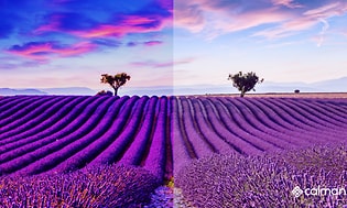 Calman - Kuvavertailu kalibroidusta ja kalibroimattomasta laventelipelto-kuvasta