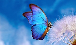 Calman - Sininen perhonen sinisellä taustalla