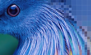 Sony-Blue bird