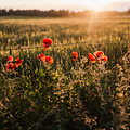Summer flowers