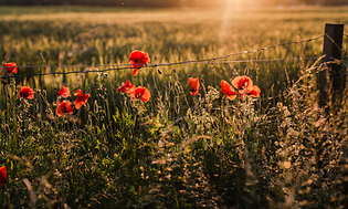 Summer flowers