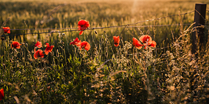 Summer flowers