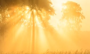 Metsä auringonvalossa