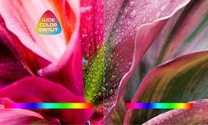 TCL - Laaja väriskaala - Värikkäitä kukan terälehtiä televisioruudulla