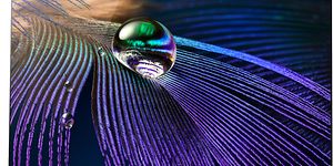 TV - High End TV -  OLED