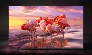Samsung TV ja flamingoja televisioruudulla