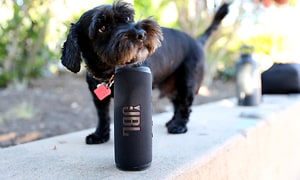 Musta pienikokoinen koira seisoo ulkona JBL Flip 6 -kaiuttimen vieressä