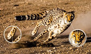 Juokseva gepardi ja lähikuvat Ai-Motionin liikkeenterävyydestä