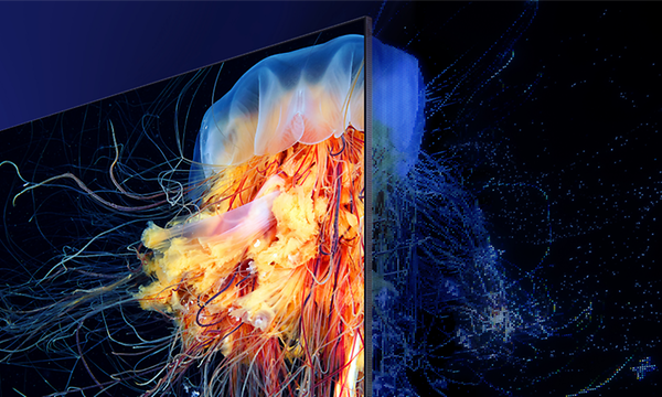 Värikäs merenelävä Samsung TV:n näytöllä