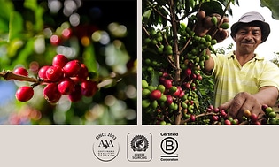 Nespresso on sertifioitu B-Corporation, joka valvoo kahvintuotannon olosuhteita