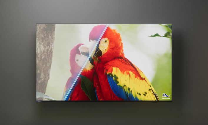 Philips TV - Papukaijoja televisioruudulla
