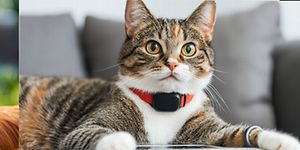 Kolme vierekkäistä kuvaa koirista ja kissasta, joilla GPS-panta