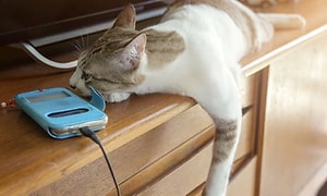 Kissa makaamassa laturiin kytketyn puhelimen vieressä
