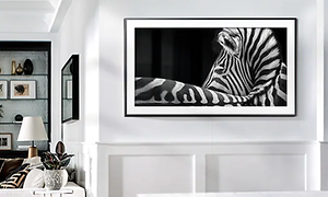 Samsung the Frame -televisio olohuoneen seinällä, jossa mustavalkokuva seeprasta